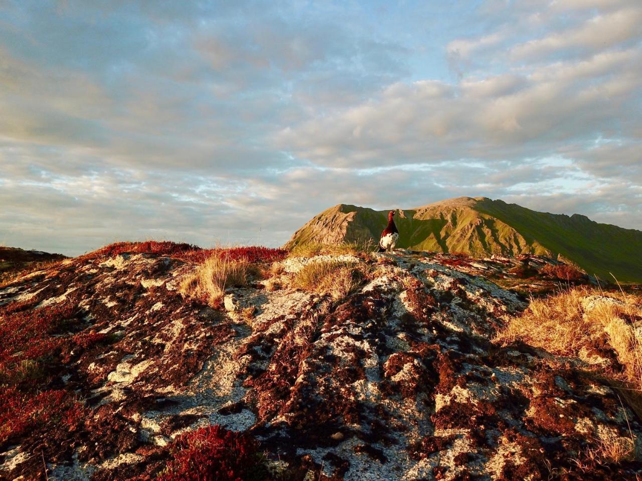 Lofoten Bay View Bostad Exteriör bild
